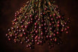 Next Day Delivery - HYPERICUM MAGICAL CHERRY 60cm 10st - Burgundy - 200 Stems [Limited]