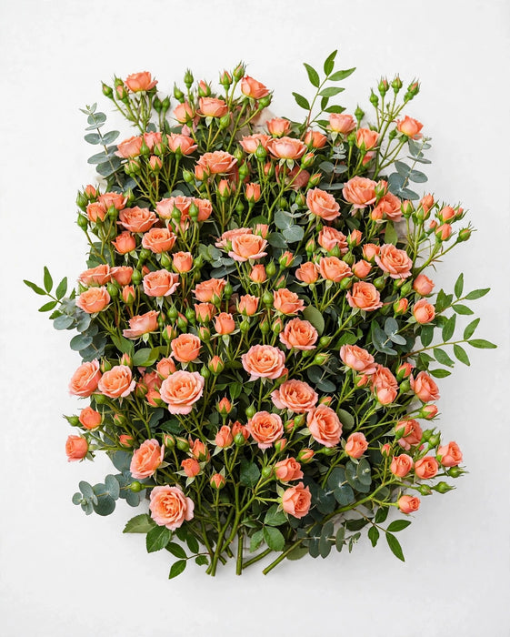 Spray Roses Ilse Peach 40cm 100ST/BX
