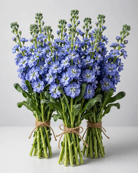Stock Blue 70cm 12BU/BX