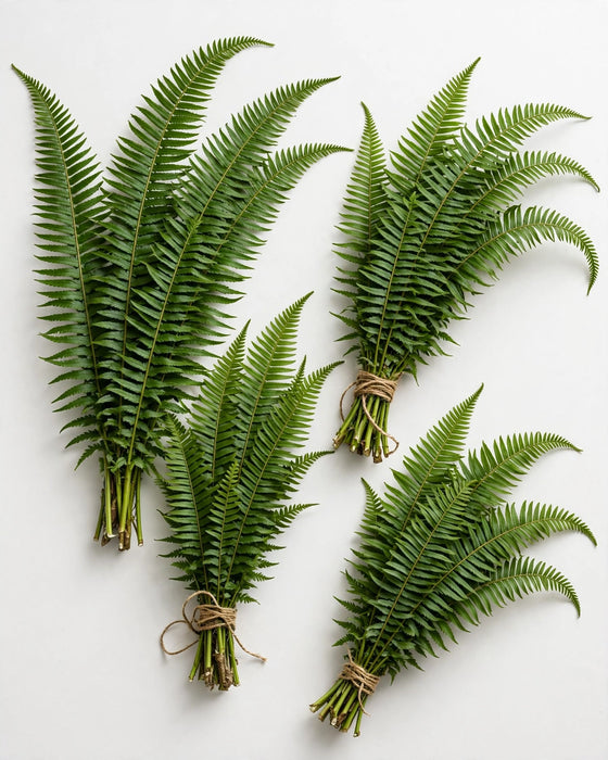 Sword Fern Vac Pac 10BU/BX