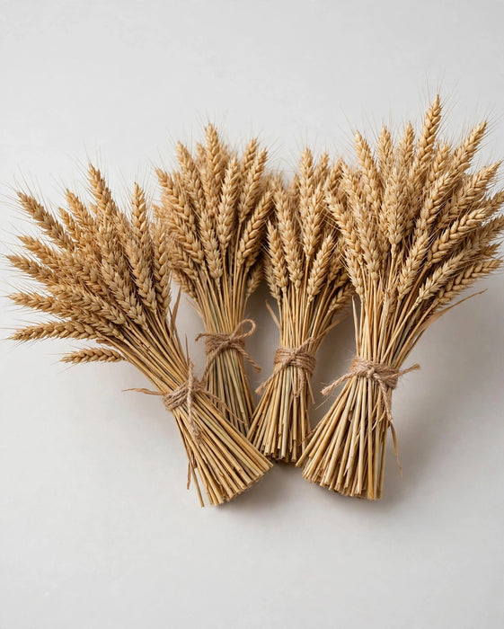 Dried Triticum Natural 30BU/BX