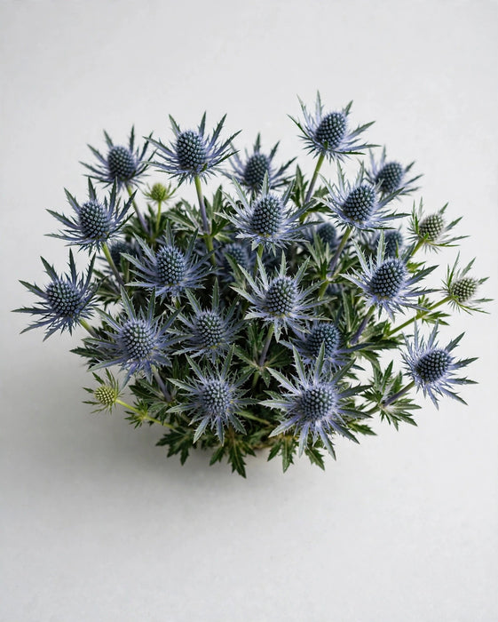 Eryngium Magical Blue 60cm 15BU/BX