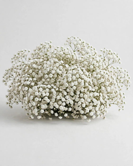 Gypsophila Xlence 250gr 13BU/BX