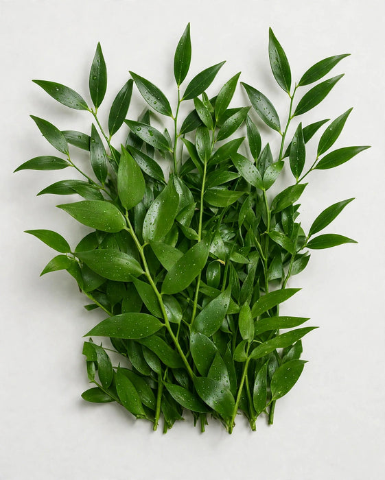 Italian Ruscus 70cm 7ST/45BU