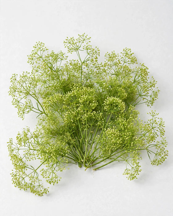 Lepidium Green Dragon 70cm 15BU/BX