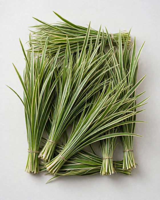 Lily Grass Var 50BU/BX