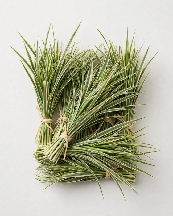 Lily Grass Variegated 25BU/BX