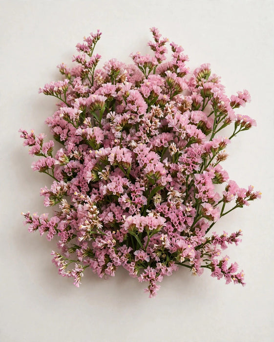 Limonium Oshi Pink 70cm 13BU/BX