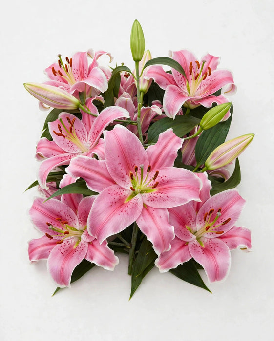 Oriental Lilies Sorbone 3/5bl 60ST/BX