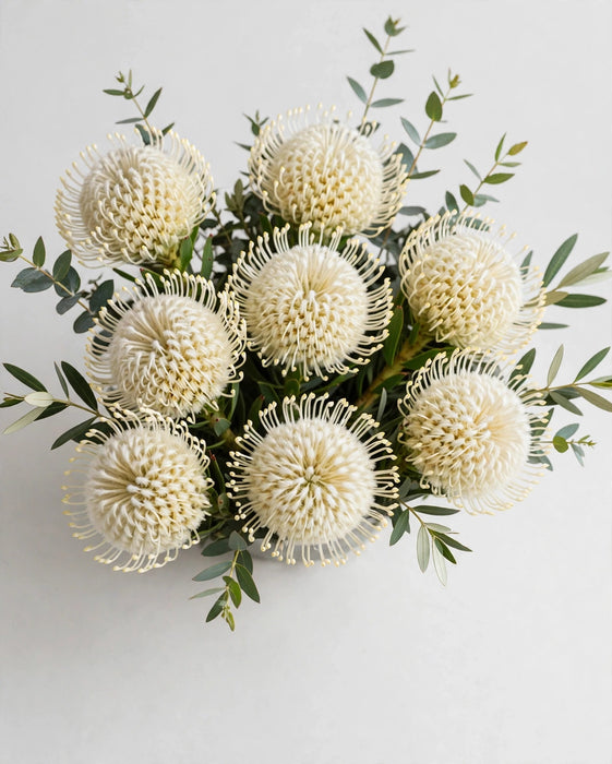 Pincushions Moonlight 50cm 50ST/BX
