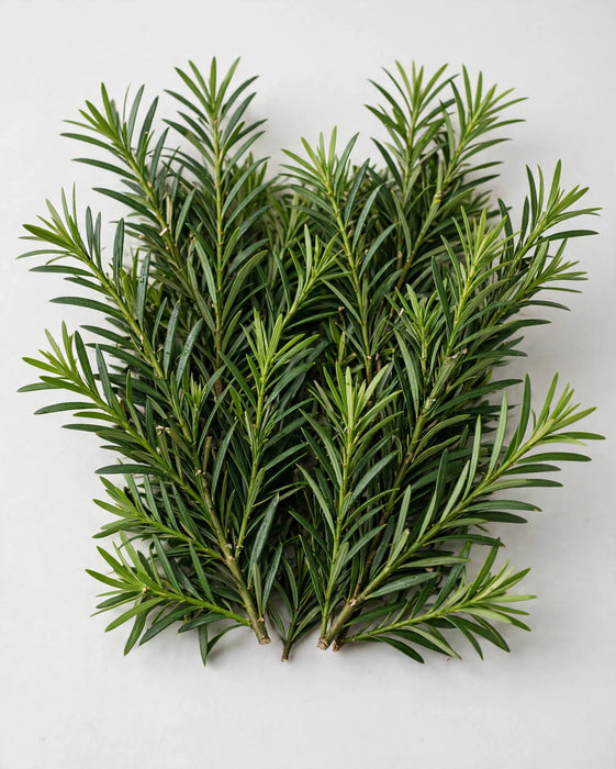 Podocarpus Fancy 10BU/BX