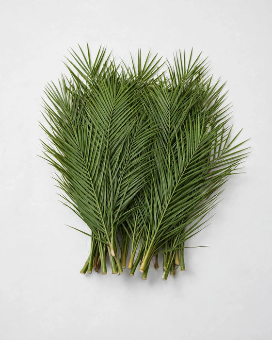 Robellini Palm 100cm 15BU/10STM