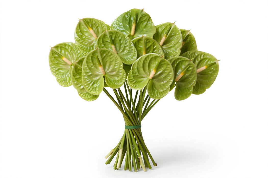 Anthurium Green Med - 40 Stems/Box
