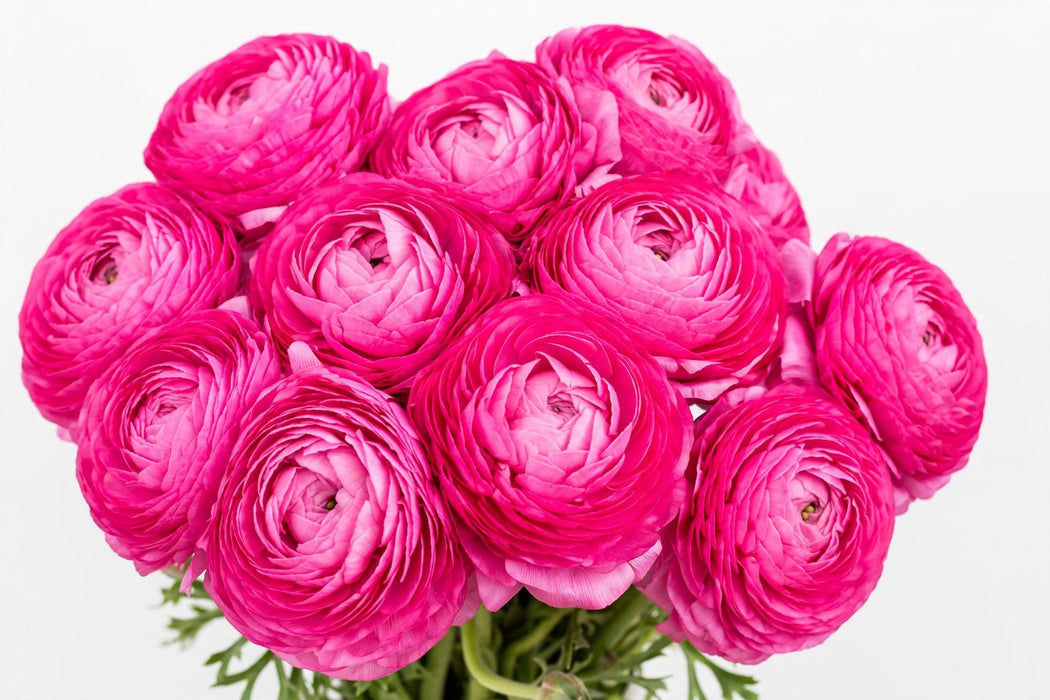 Next Day Delivery - RANUNCULUS PON-PON DRAGON FRUIT 35cm 10st - Hot Pink - 120 Stems [Limited]