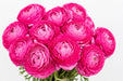 Next Day Delivery - RANUNCULUS PON-PON DRAGON FRUIT 35cm 10st - Hot Pink - 120 Stems [Limited]