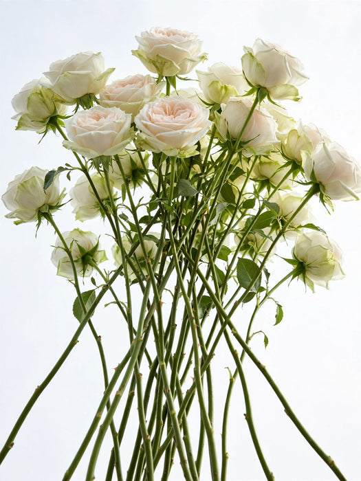 Next Day Delivery - ROSE WHITE O'HARA 60cm 7cm 25st - White - 100 Stems [LIMITED]