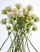 Next Day Delivery - ROSE WHITE O'HARA 60cm 7cm 25st - White - 100 Stems [LIMITED]