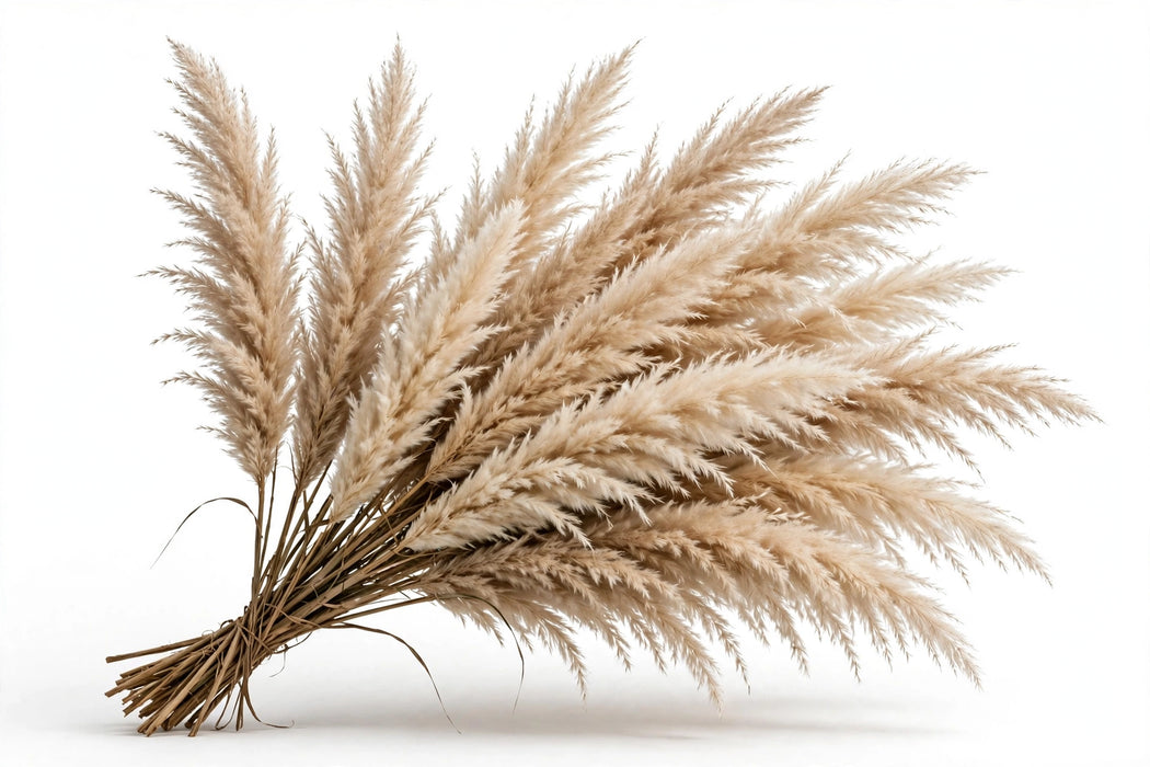 Next Day Delivery - PAMPAS CALIFORNIA NATURAL (FRESH) 100cm 5st - Beige - 100 Stems [LIMITED]