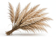 Next Day Delivery - PAMPAS CALIFORNIA NATURAL (FRESH) 100cm 5st - Beige - 100 Stems [LIMITED]