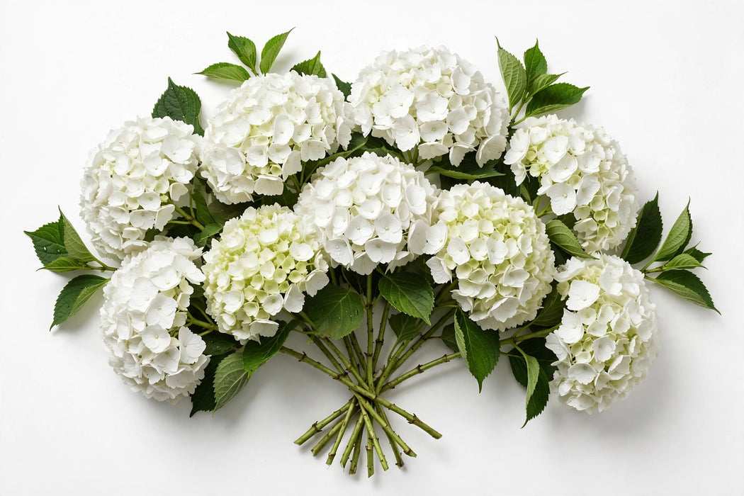 Next Day Delivery - HYDRANGEA WHITE PREMIUM 60cm 20cm - White - 30 Stems [LIMITED]