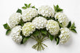 Next Day Delivery - HYDRANGEA WHITE PREMIUM 60cm 20cm - White - 30 Stems [LIMITED]