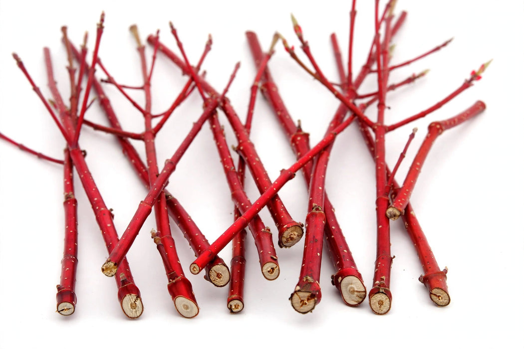Dogwood Red Tips 30BU./BAG