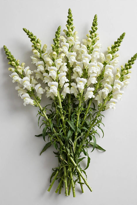 Next Day Delivery - Snapdragon White 90CM 14BU/BX