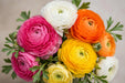 Ranunculus Flower Collection - Ranunculus Assorted 20 Hot Pink + 30 Orange + 40 White + 30 Yellow 50-60CM (120 STEMS / BX)