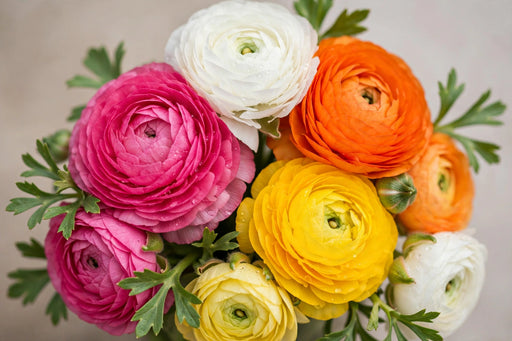 Ranunculus Flower Collection - Ranunculus Assorted 20 Hot Pink + 30 Orange + 40 White + 30 Yellow 50-60CM (120 STEMS / BX)
