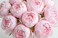 Next Day Delivery - Peonies Light Pink Pecher 40-50 cm - 100 Stems [LIMITED]
