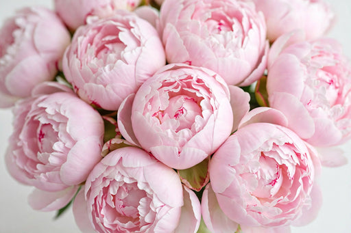 Next Day Delivery - Peonies Light Pink Pecher 40-50 cm - 100 Stems [LIMITED]