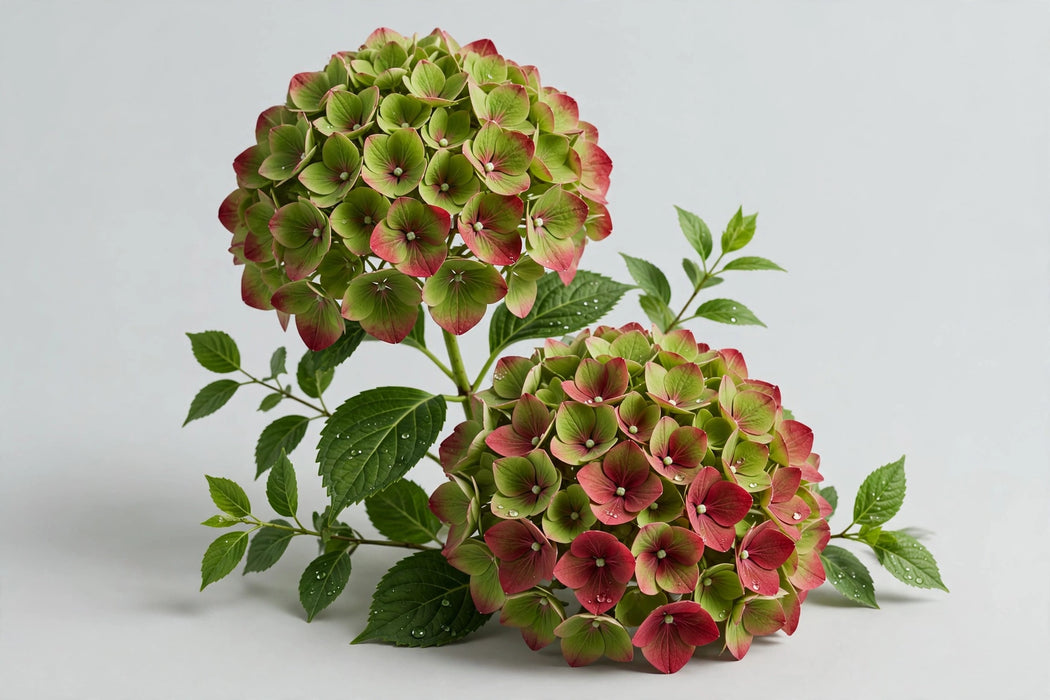 Hydrangea Classic Royal Palace Green/red 60CM 16CM - Bicolor Red/Green - 20 Stems
