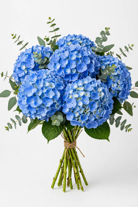 Hydrangea Blue Select - 40 Stems/Box