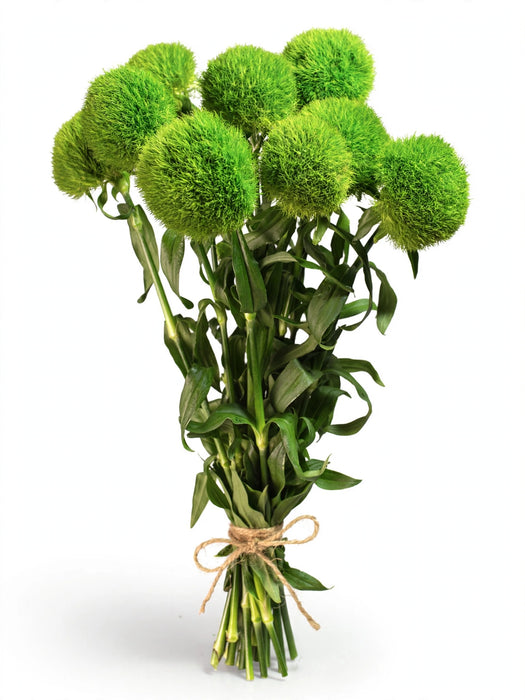 Dianthus Green Ball 50CM - 100 Stems/Box