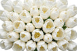 Tulip Collective - Royal Virgin 37Cm 35Gr - White - 150 Stems