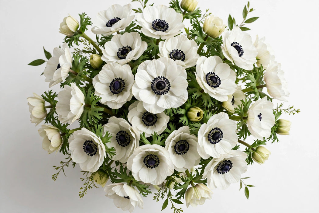 Next Day Delivery - Anemones White-panda Carmel 40-50 cm - 120 Stems [LIMITED]