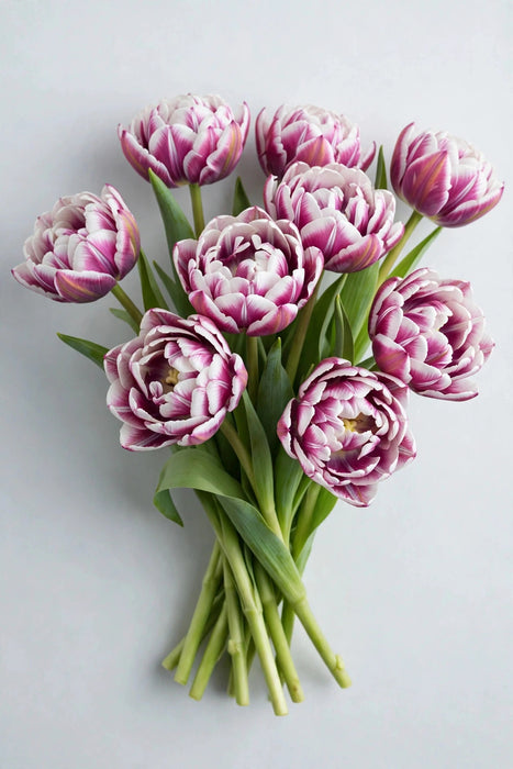 Tulip Collective - Double Valeska 35cm 35gr (50 STEMS / BX)