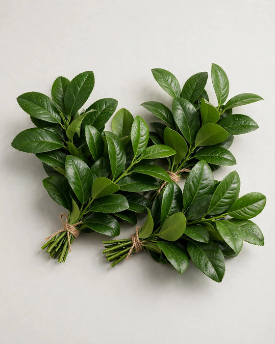 Salal 10BU/BX