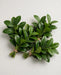 Salal 10BU/BX
