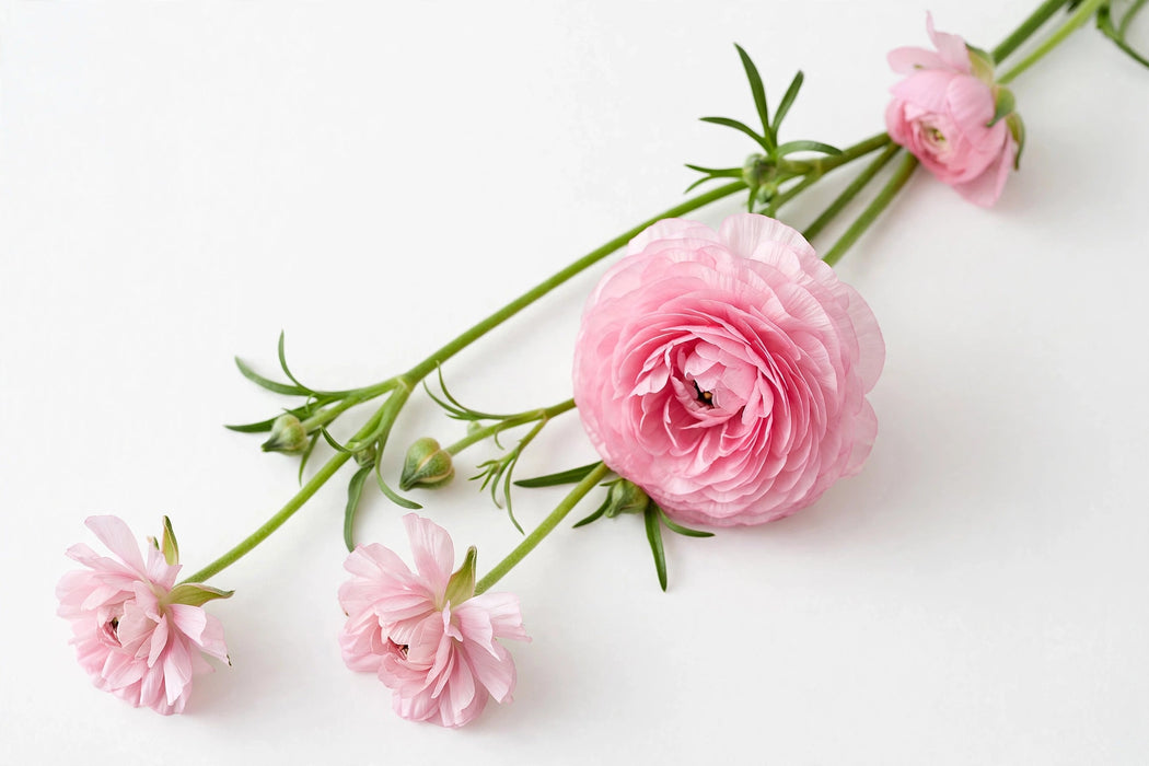 Ranunculus Flower Collection - Butterfly Ranunculus Hera Pink 40-50CM (120 STEMS / BX)