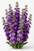 Next Day Delivery - STOCK PURPLE 70cm 10st - Purple - 80 Stems [LIMITED]