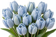 Tulip Collective - Dyed Frost Elsa 37Cm 35Gr - Light Blue - 150 Stems