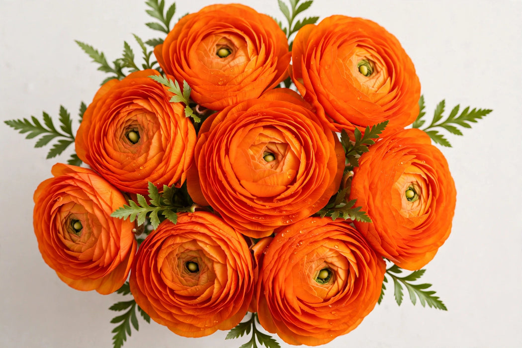 Ranunculus Flower Collection - Ranunculus Orange 40-50CM (120 STEMS / BX)