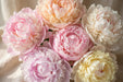 Next Day Delivery - PAEONIA ASSORTED PREMIUM 55cm 5st - Assorted - 80 Stems [Limited]