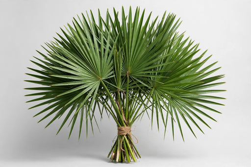 Palmetto Fans - 20BU/BX