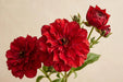 Ranunculus Flower Collection - Butterfly Ranunculus Mussa Red 50-60CM (120 STEMS / BX)