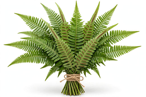 Flat Fern - 15 BU/BX