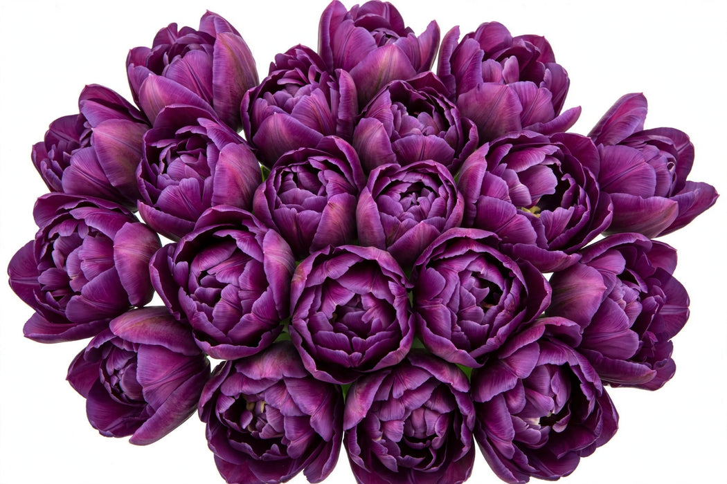 Tulip Collective - Double Saigon Double 42Cm 40Gram - Purple - 150 Stems