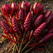 Next Day Delivery - LEUCADENDRON CHERRY PEARL 50cm 10st - Red - 100 Stems [Limited]