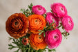 Ranunculus Flower Collection - Ranunculus Assorted 60 Dark Orange + 20 Hot Pink + 40 Orange 30-40CM (120 STEMS / BX)